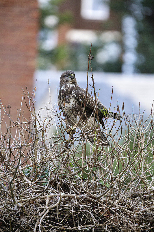 常见的秃鹰(Buteo Buteo)